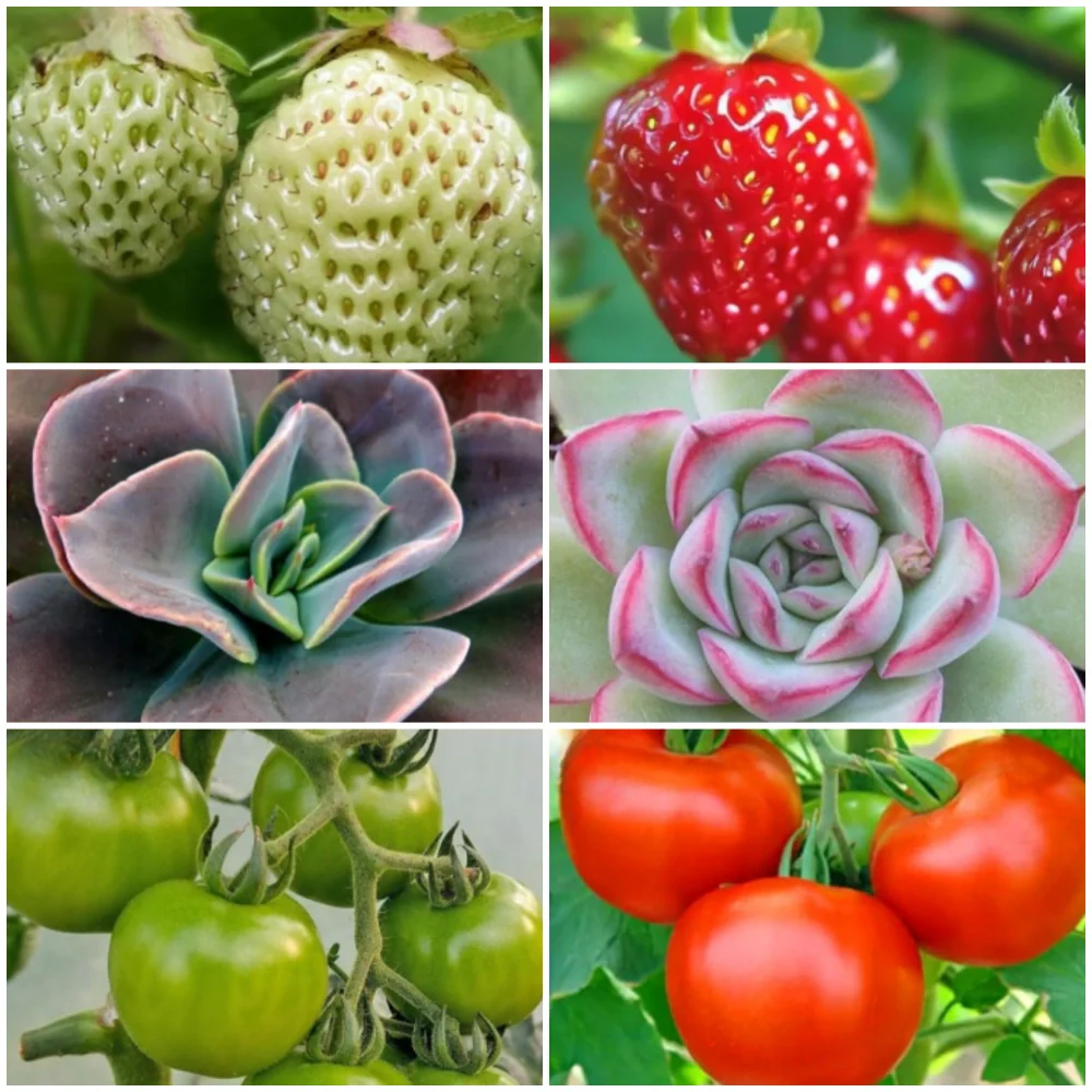 FloraFlare™ Grow Light - Image 9